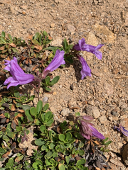 Penstemon davidsonii davidsonii