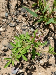 Polanisia dodecandra dodecandra