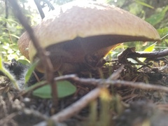 Suillus ochraceoroseus