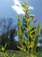 Polanisia dodecandra dodecandra