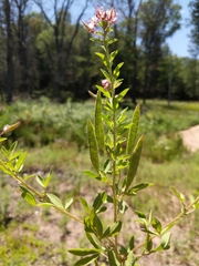 Polanisia dodecandra dodecandra