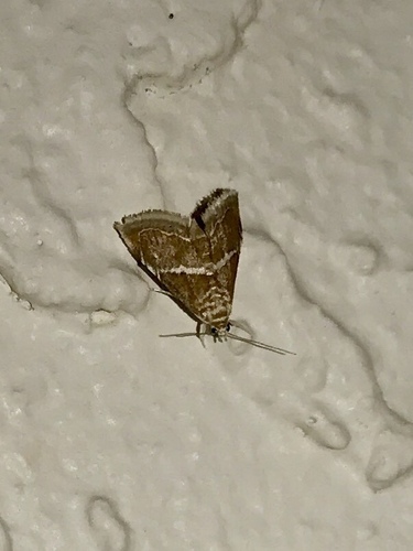 Abegesta reluctalis photo 3