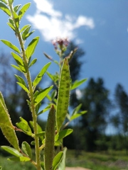 Polanisia dodecandra dodecandra