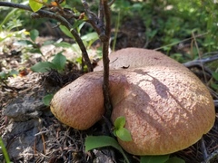 Suillus ochraceoroseus
