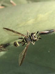 Polybiomyia capitis