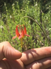 Aquilegia eximia
