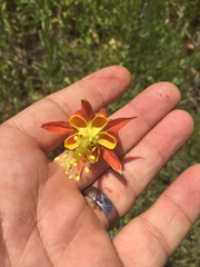 Aquilegia eximia
