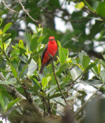 Pyrocephalus rubinus piurae