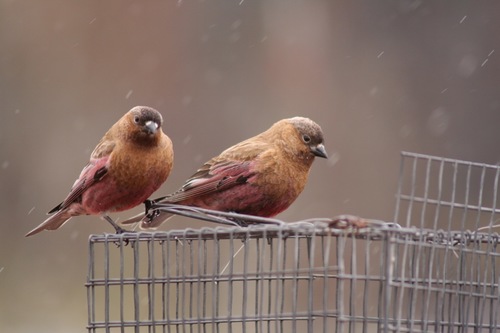 Brown-capped Rosy-Finch