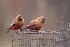 Brown-Capped Rosy-Finch photo 4