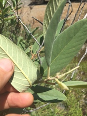 Frangula californica tomentella