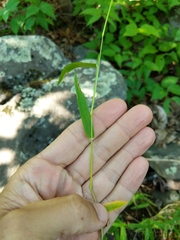 Dichanthelium boreale