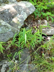 Dichanthelium boreale