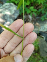 Dichanthelium boreale