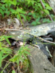 Dichanthelium boreale