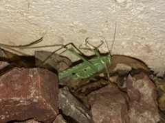 Insara elegans