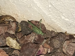 Insara elegans