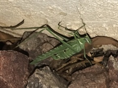 Insara elegans