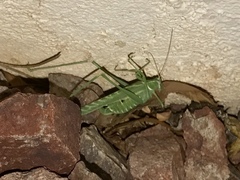 Insara elegans