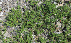 Scutellaria strigillosa