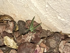 Insara elegans