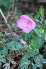 Oenothera deserticola