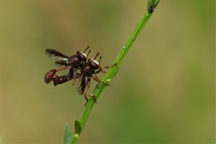 Physocephala burgessi