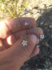 Sabulina californica