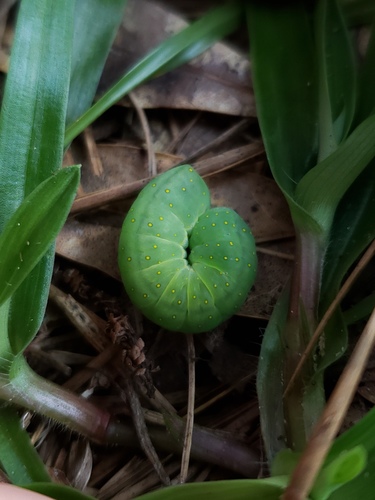 Spotted Phosphila Moth