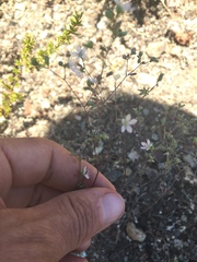 Sabulina californica