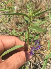 Trichostema laxum
