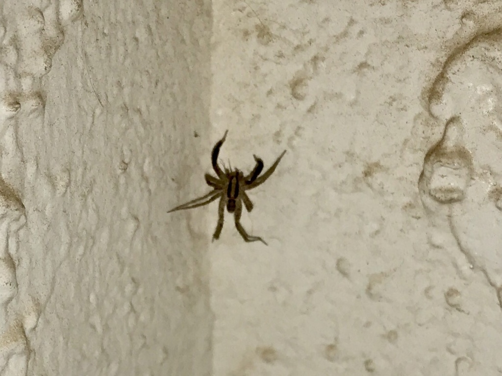 Camptocosa parallela