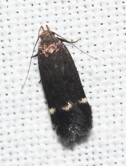 Anacampsis lupinella