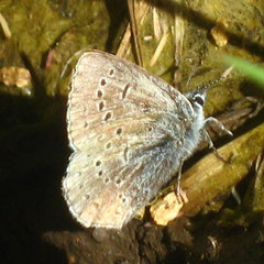 Icaricia icarioides missionensis