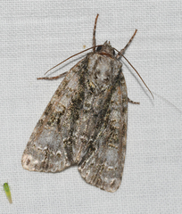 Acronicta connecta