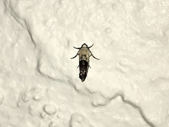 Acontiini