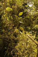 Talauma