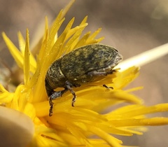 Larinus curtus