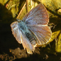 Icaricia icarioides missionensis