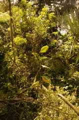 Talauma