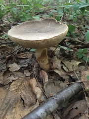 Retiboletus griseus