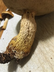 Retiboletus griseus