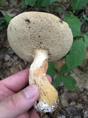 Retiboletus griseus