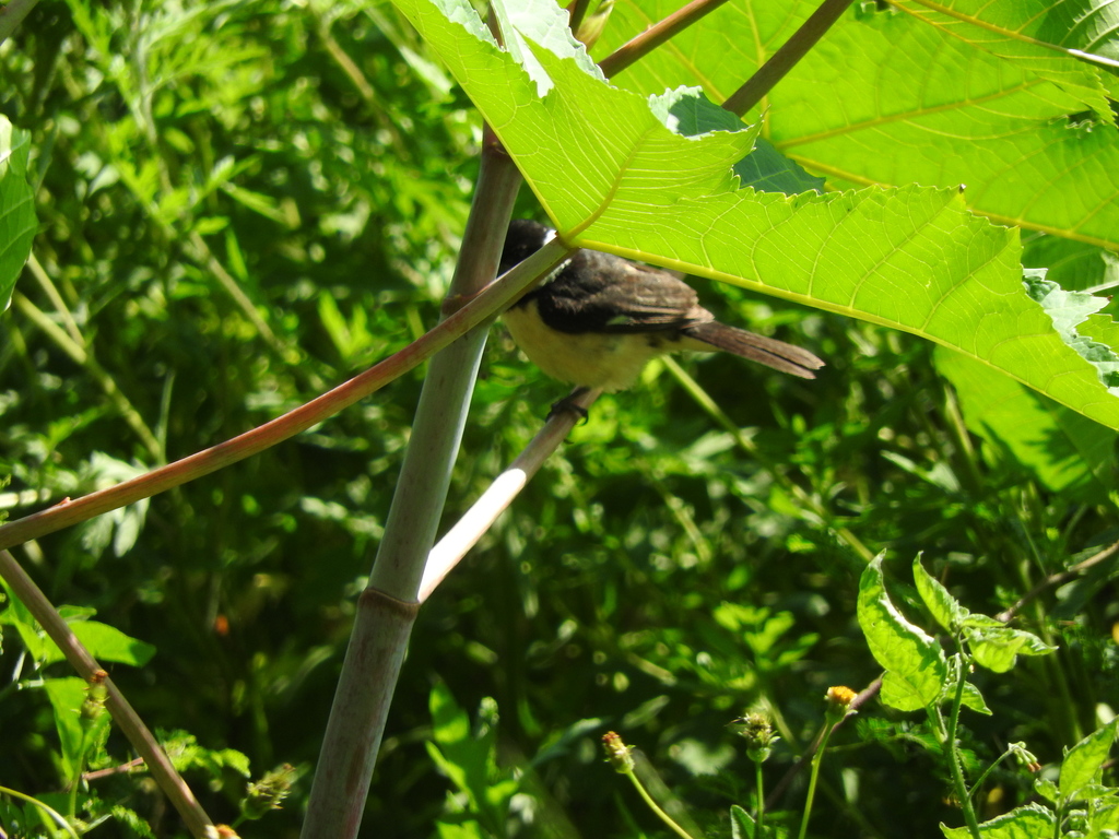 Cinnamon-rumped Seedeater