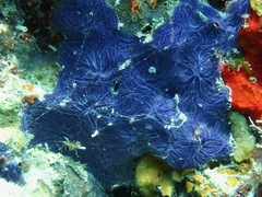 Chalinula nematifera
