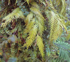 Asplenium flaccidum flaccidum