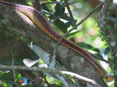 Chironius spixii