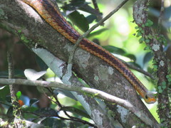 Chironius spixii