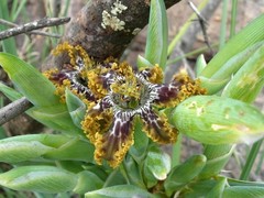 Ferraria foliosa