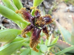 Ferraria foliosa